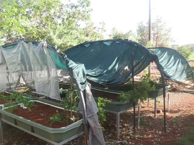 cyclone domino 001 (Small).jpg