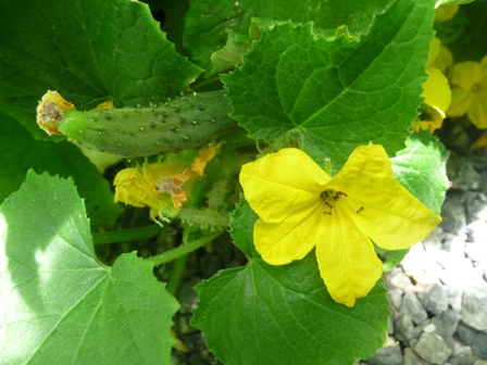 Cucumber close up..JPG