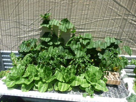 Grow bed with lettuce, chilli and cucumbers..JPG