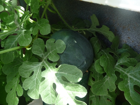 Watermellon..JPG