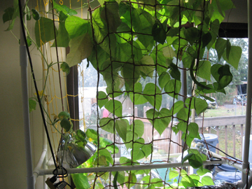 Pole beans 1-31-09.jpg