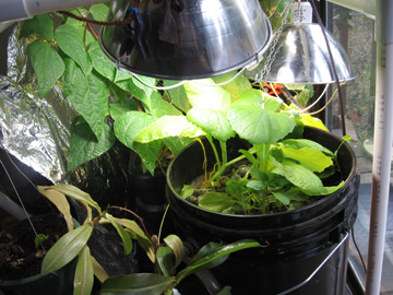 Bucket mustard 1-31-09.jpg