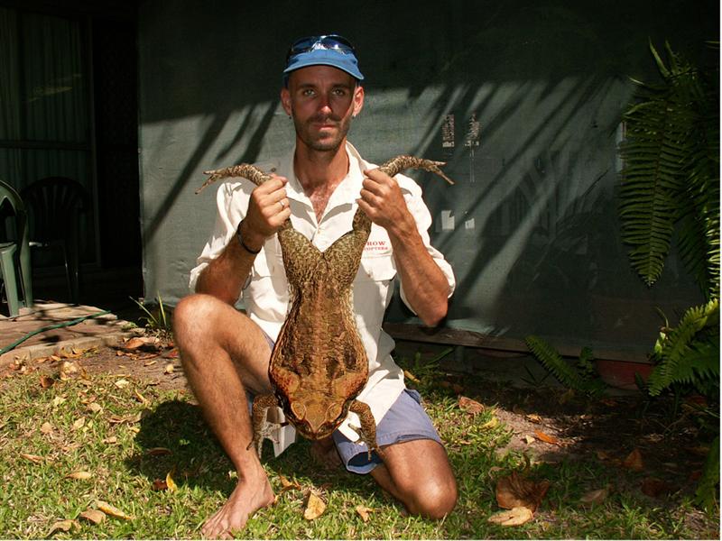 CaneToad (Medium).JPG