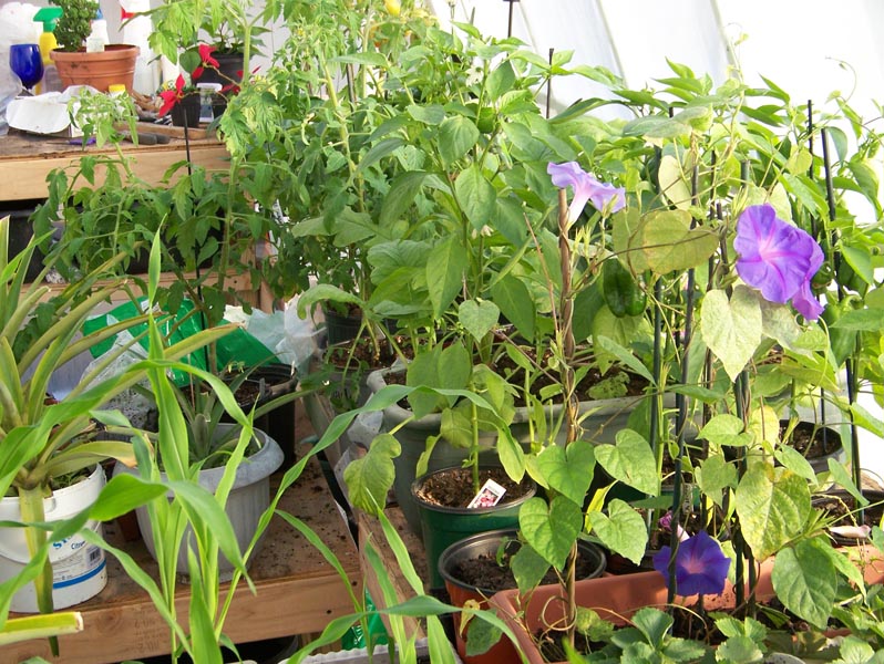 GH morning glory 2-4-09.jpg