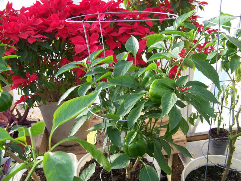 GH peppers 2-4-09.jpg