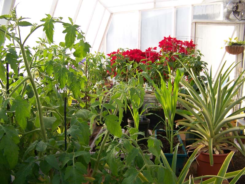 GH plants feb 4 09.jpg