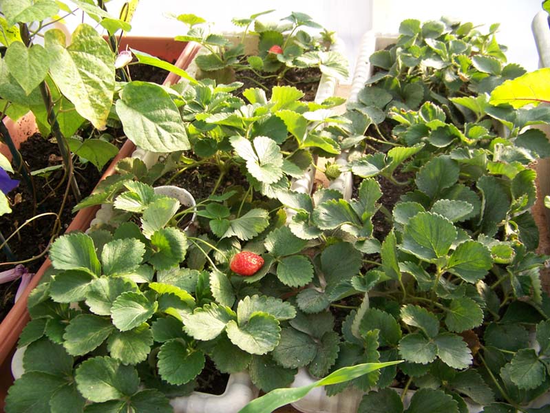 GH plants strawberry 2-4-09.jpg