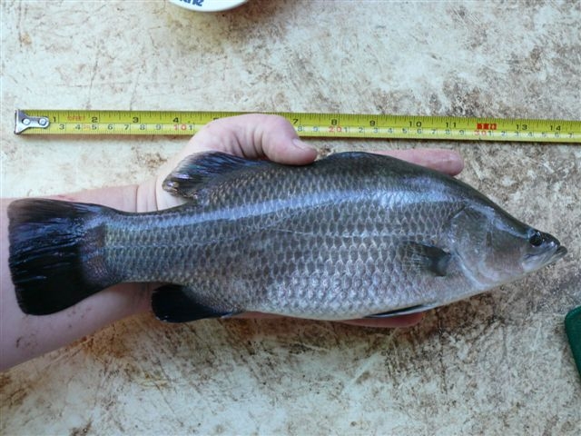 Barra 28.1.09 005(s).JPG