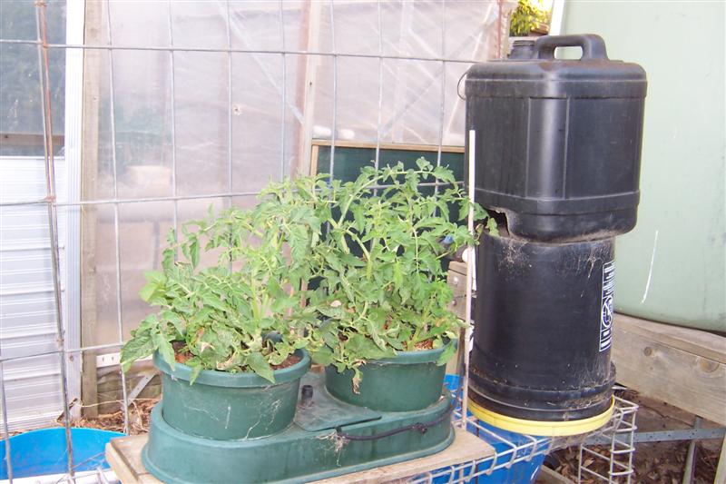Tomato Cuttings in auto pot system out side. 001 (Medium) (2).jpg