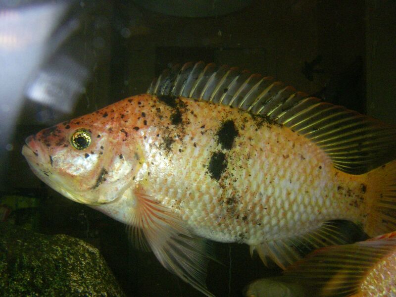 full mouth....but less.jpg