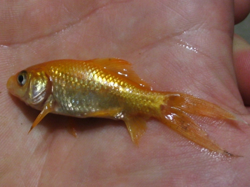 sick goldfish 07-02-09 -- 010 (small).jpg