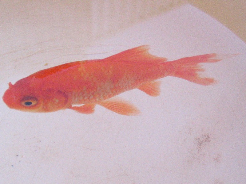 sick goldfish 07-02-09 -- 009 (small).jpg