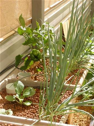 Concrete growbed (Small).JPG