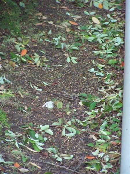 100_2320 (Medium).JPG