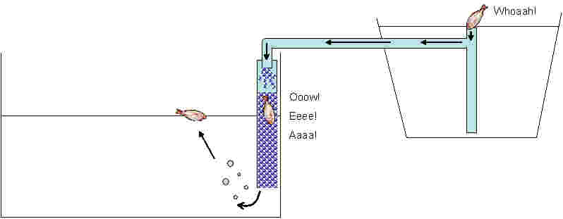 fish tumble death.jpg