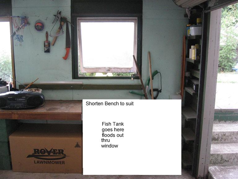 Fish tank thru window2.JPG