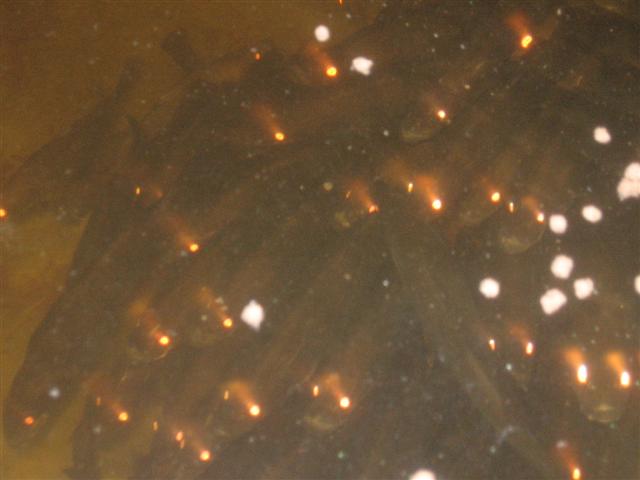 fish 001 (Small).jpg