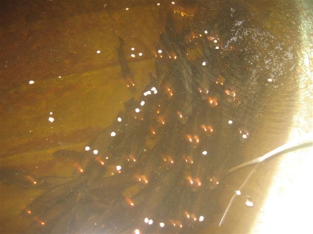 fish 003 (Small).jpg