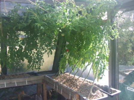 aquaponics 14-2-09 001.JPG