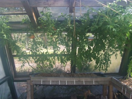 aquaponics 14-2-09 002.JPG