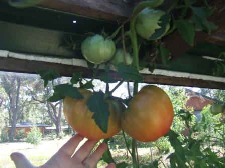 aquaponics 14-2-09 003.JPG