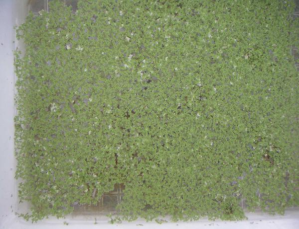 azolla.JPG