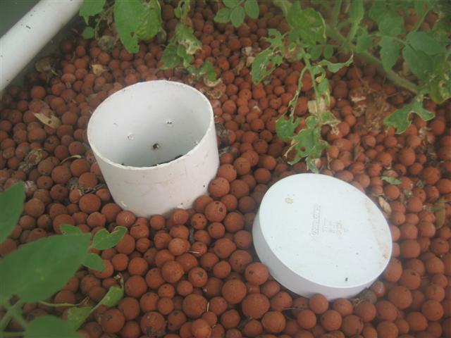 fish 009 (Small).jpg