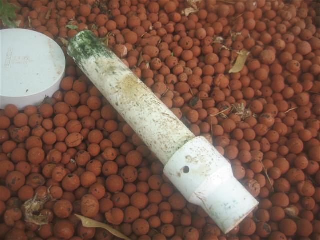 fish 010 (Small).jpg