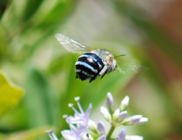 Native bee at BYAP.JPG