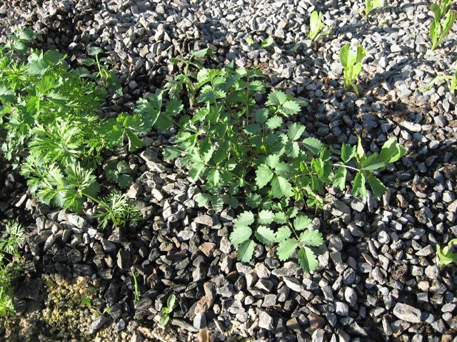 Picture 002 (Small).jpg