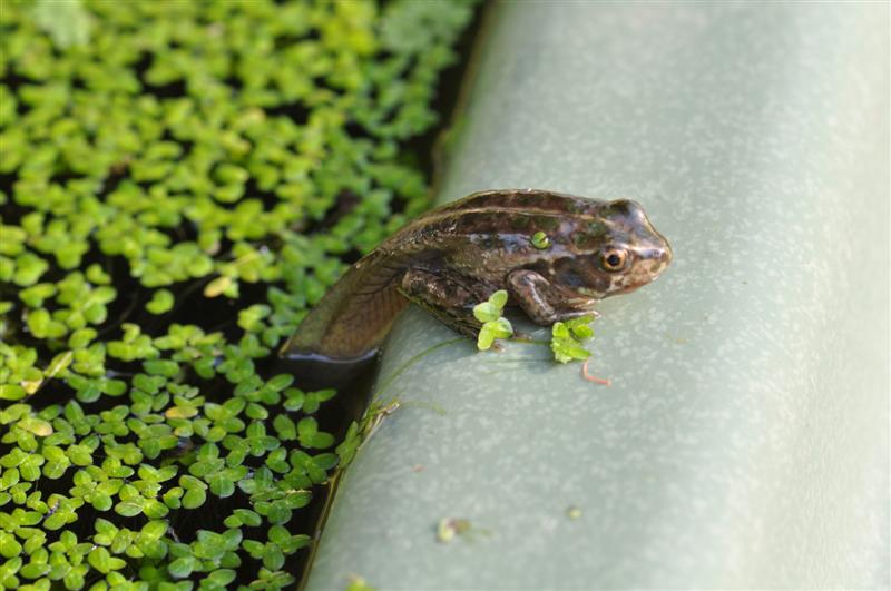 DSC_0382 (Medium).JPG