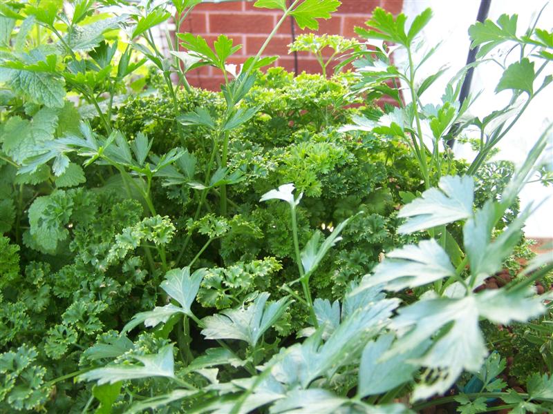 100_2352 (Medium).JPG