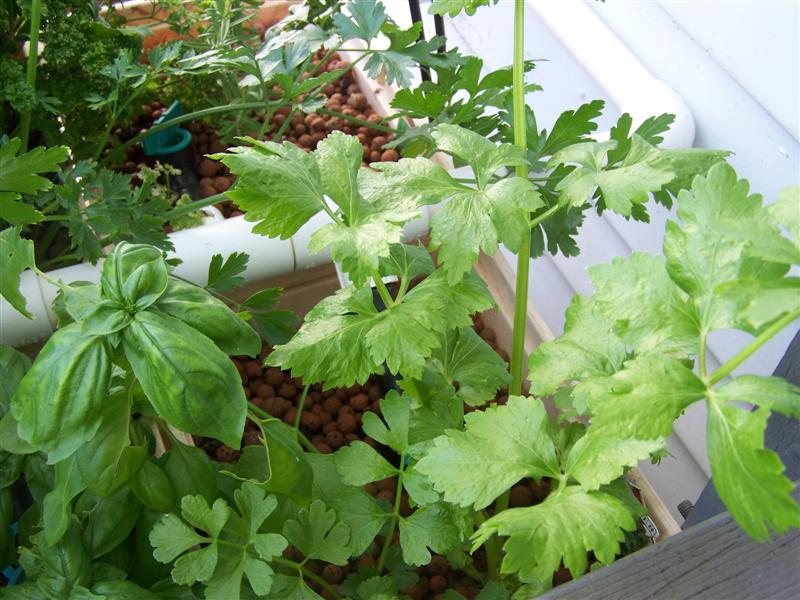 100_2353 (Medium).JPG