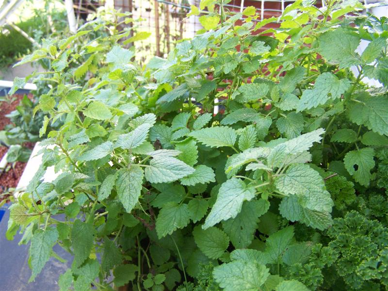 100_2356 (Medium).JPG