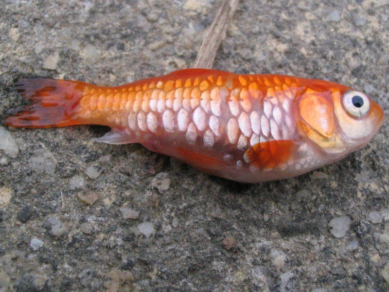 sick goldfish 21-02-09 -- 020 (small).jpg