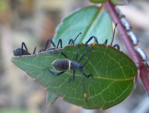 January 4th 2009 1st instar Crusader bug.jpg