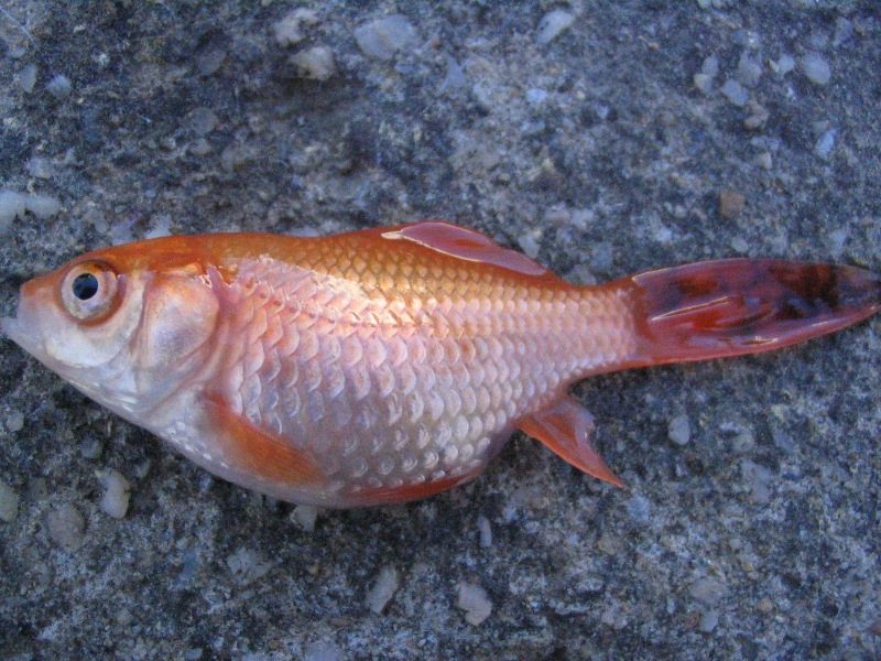 sick goldfish 22-02-09 -- 002 (small).jpg