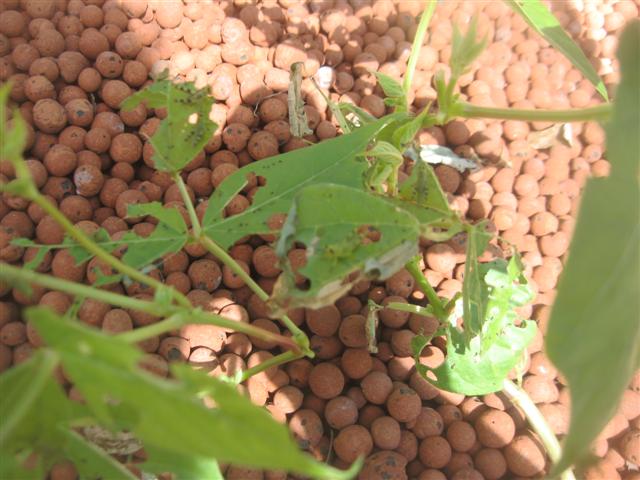 fish 017 (Small).jpg