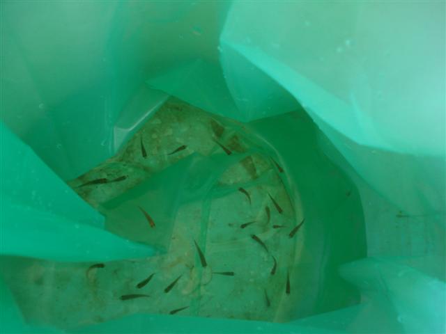 silver perch arrive (Small).JPG