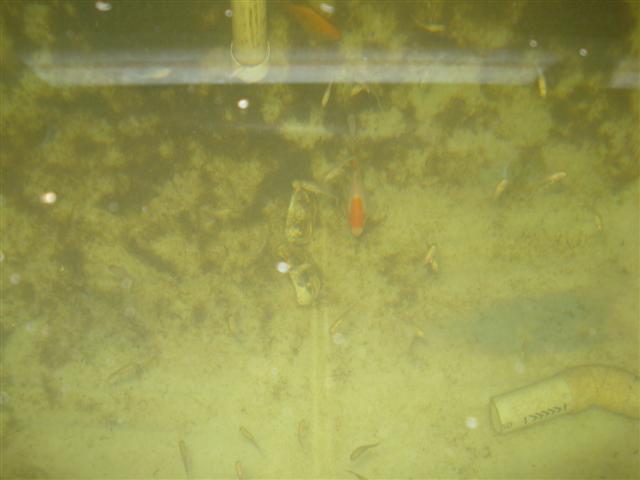 sp active little fellas (Small).JPG