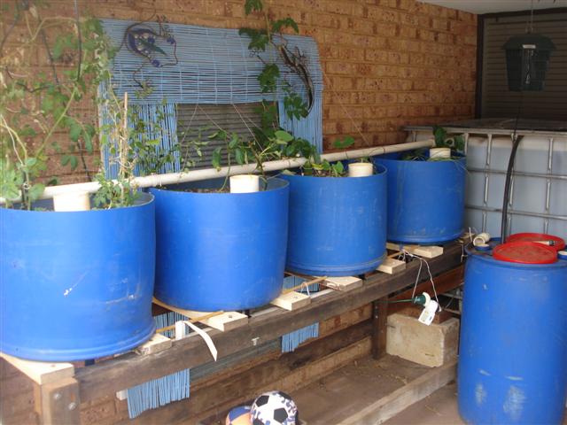 BB growth (Small).JPG