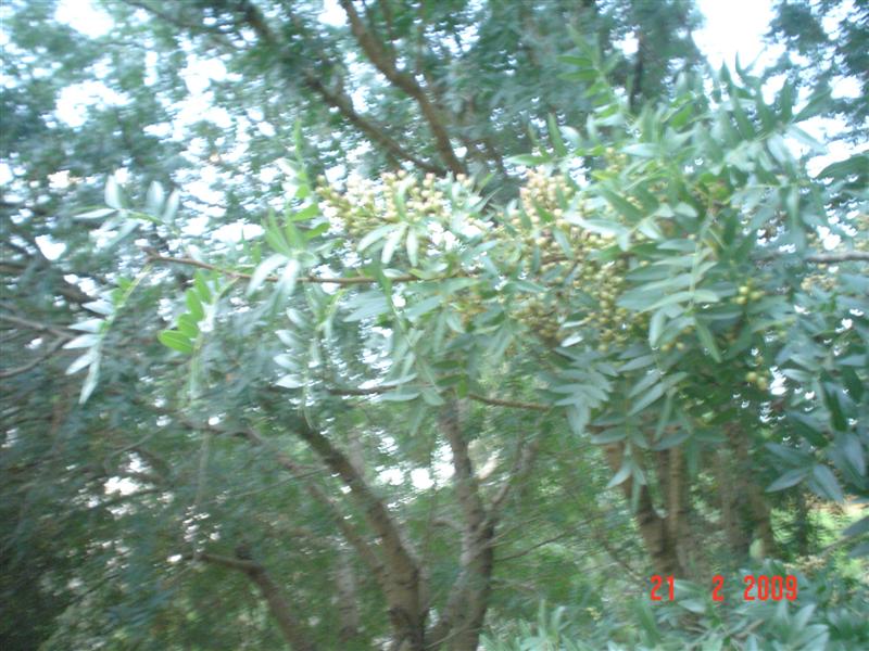 DSC02266 (Medium).JPG