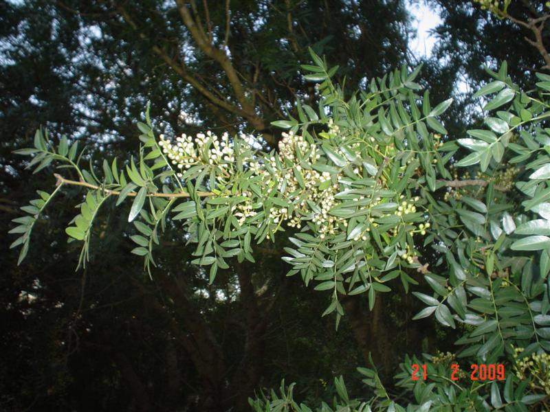 DSC02267 (Medium).JPG