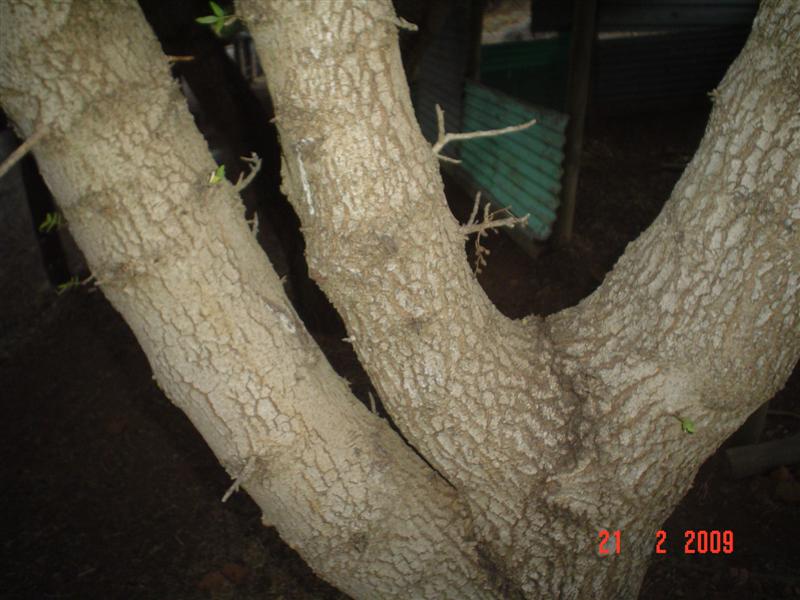 DSC02269 (Medium).JPG