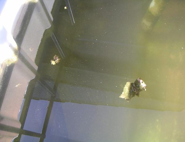 Blob with baby blob.JPG