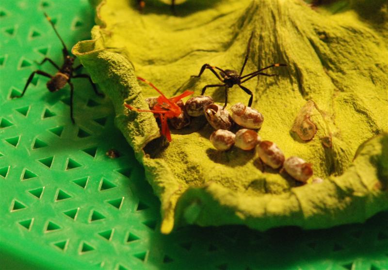 Bug emerging from egg 1 (Medium).jpg