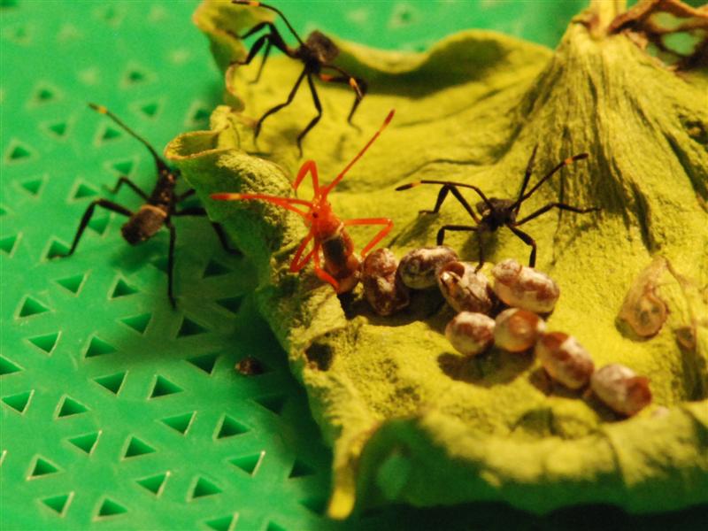 Bug emerging from egg 2 (Medium).jpg