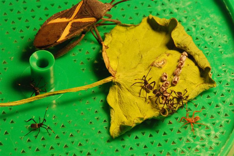 Bug emerging from egg 4 (Medium).jpg