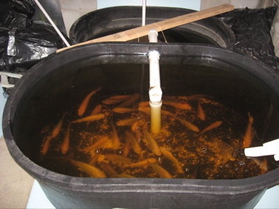 System 2007 Version 2 Tanks.jpg