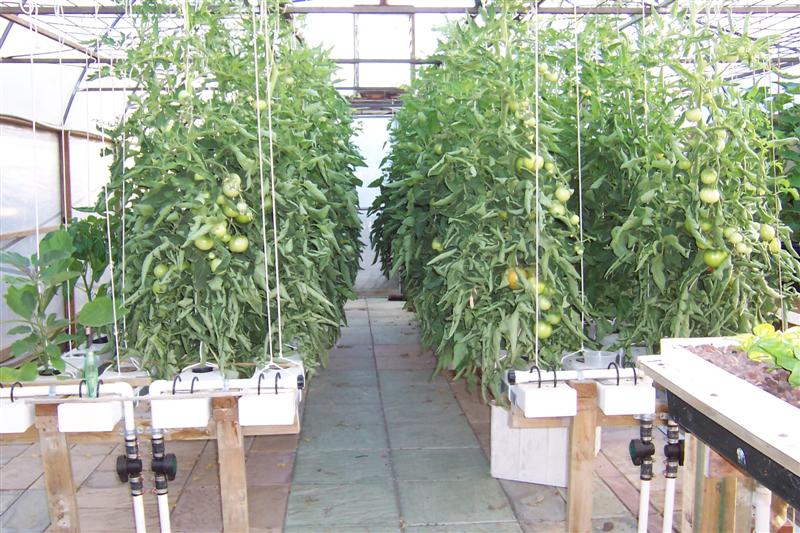 Hydro tommies in nft channel.JPG